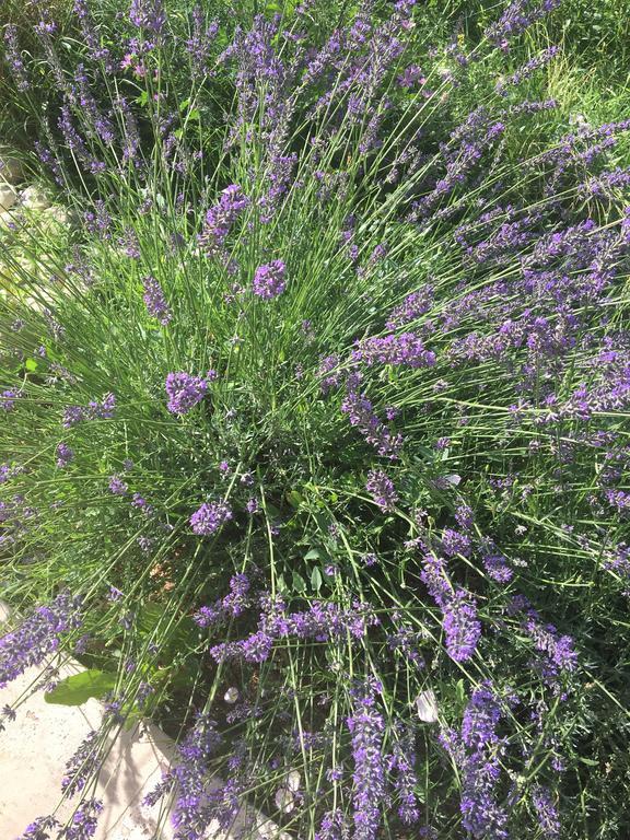 הוילה Mas En Luberon גורדס מראה חיצוני תמונה